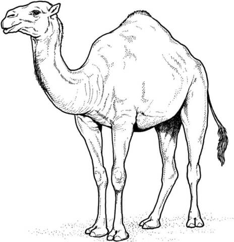 Arabian Camel Coloring Page